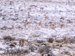 Puma in Torres del Paine National Park in Chile.