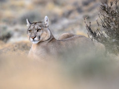 Puma in Torres del Paine, Chile.