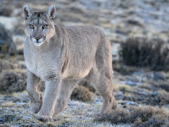 Puma in Torres del Paine, Chile.