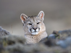 Puma in Torres del Paine, Chile.