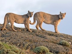 Puma in Torres del Paine National Park, Chile