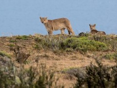 Puma in Torres del Paine National Park, Chile