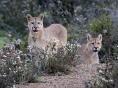 Puma in Torres del Paine National Park, Chile