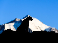 Puma in Torres del Paine, Chile.