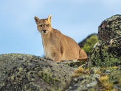 Puma in Torres del Paine National Park, Chile