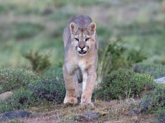 Puma in Torres del Paine National Park, Chile