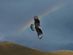 Southern caracara in Torres del Paine National Park, Chile