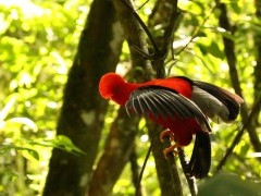 Andean cock-of-the-rock in Colombia.