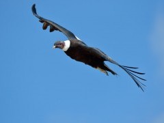 Andean condor in Colombia