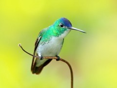 Andean emerald in Colombia