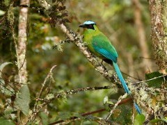 Andean motmot in Colombia