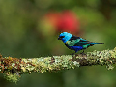 Blue-headed tanager in Colombia.