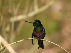 Blue-throated starfrontlet in Colombia.