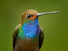 Blue hummingbird in Colombia