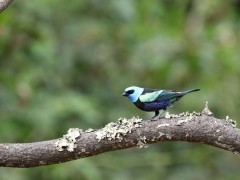 Blue-necked tanager in Colombia.