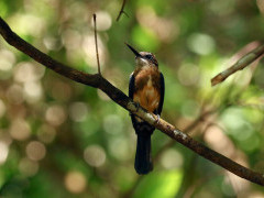 Brown jacamar in Colombia.