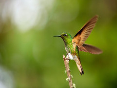 Buff-tailed coronet in Colombia.