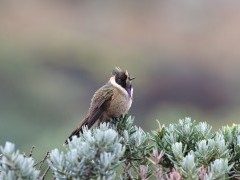 Buffy helmetcrest in Colombia.