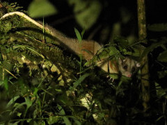 Woolly opossum in Colombia.