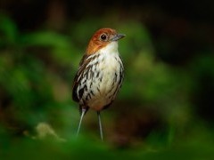 Chestnut crowned antpitta in Colombia