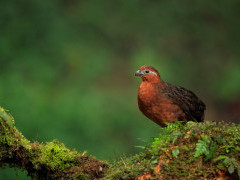 Chestnut wood quail in Colombia.