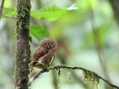 Cloud forest pygmy owl in Colombia.