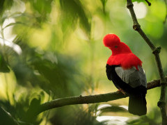Cock-of-the-rock in Colombia.