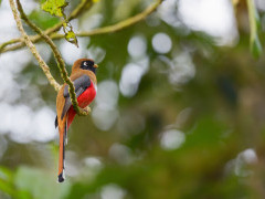Collared trogon in Colombia