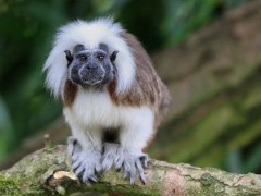 Cotton-top tamarin in Colombia