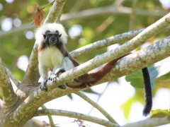 Cotton-top tamarin in Colombia.