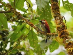 Crimson-mantled woodpecker in Colombia