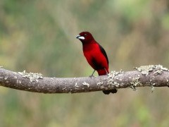 Crimson-backed tanager in Colombia.