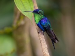 Crowned woodnymph in Colombia.