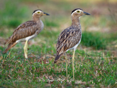 Double-striked thick-knee in Colombia