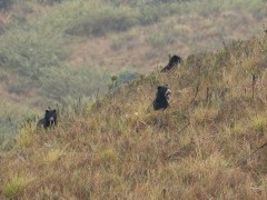 Spectacled bear in Colombia.