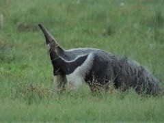 Giant anteater in Colombia.
