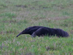 Giant anteater in Colombia.