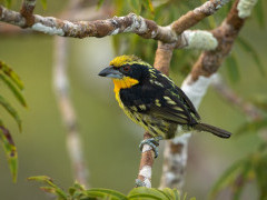 Gilded barbet in Colombia