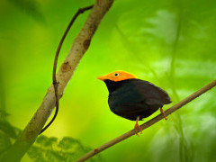 Golden-headed manakin in Colombia