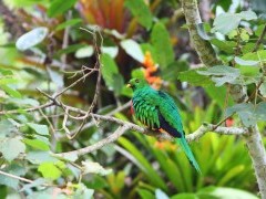 Golden-headed quetzal in Colombia