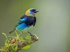 Golden-hooded tanager in Colombia