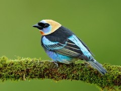 Golden-hooded tanager in Colombia