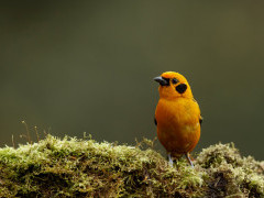 Golden tanager in Colombia.