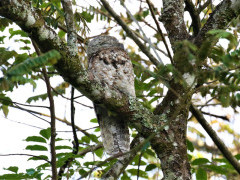 Great potoo in Colombia.