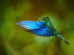 Great sapphirewing hummingbird in Colombia