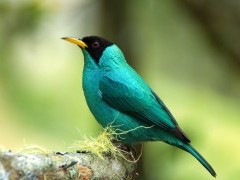 Green honey creeper in Colombia