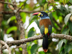Grey-breasted mountain toucan in Colombia.