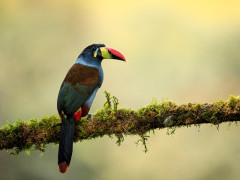Grey-breasted mountain toucan in Colombia.