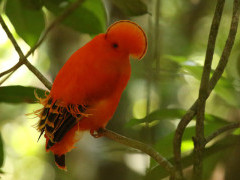 Guianan cock-of-the-rock in Colombia.