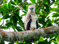 Harpy eagle in Colombia